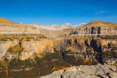 Sonbaharda Ordesa 'da Chamois ve Monte Perdido Ulusal Parkı, İspanya