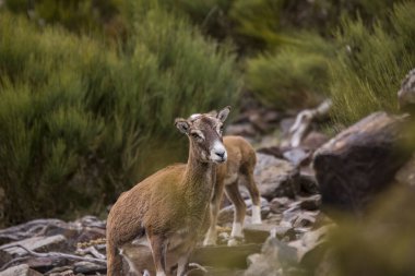 Mouflon ilkbaharda Capcir, Pyrenees, Fransa 'da
