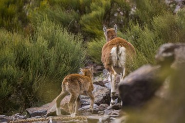 Mouflon ilkbaharda Capcir, Pyrenees, Fransa 'da