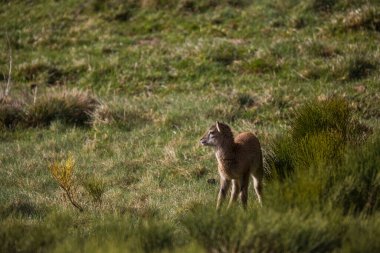 Mouflon ilkbaharda Capcir, Pyrenees, Fransa 'da
