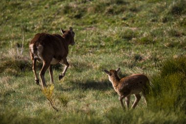 Mouflon ilkbaharda Capcir, Pyrenees, Fransa 'da