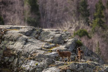 Mouflon ilkbaharda Capcir, Pyrenees, Fransa 'da