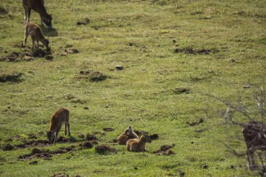 Mouflon ilkbaharda Capcir, Pyrenees, Fransa 'da