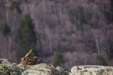 Mouflon ilkbaharda Capcir, Pyrenees, Fransa 'da