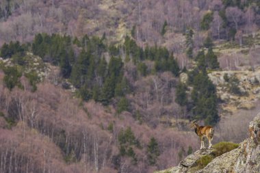 Mouflon ilkbaharda Capcir, Pyrenees, Fransa 'da