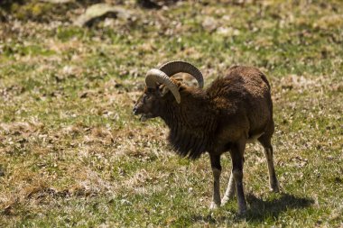 Mouflon ilkbaharda Capcir, Pyrenees, Fransa 'da