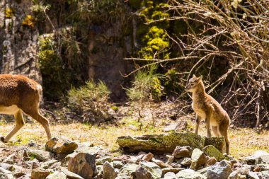 Mouflon ilkbaharda Capcir, Pyrenees, Fransa 'da