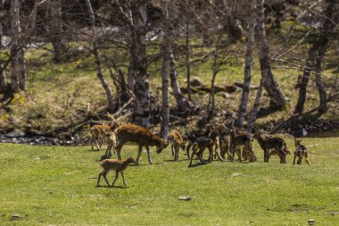 Mouflon ilkbaharda Capcir, Pyrenees, Fransa 'da