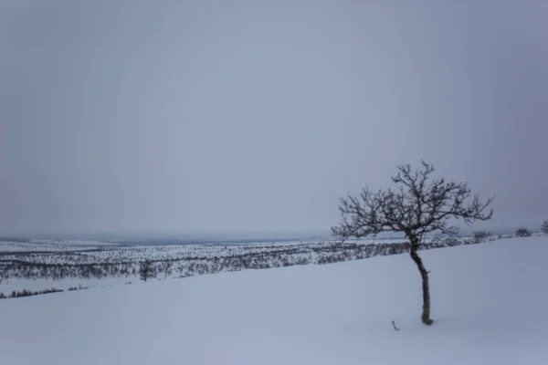Téli Táj Nuorgam Lappföld Finnország — Stock Fotó