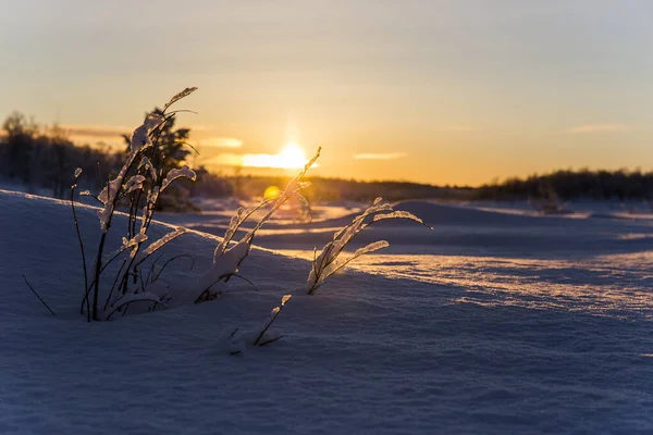 Atardecer Invierno Nuorgam Laponia Finlandia —  Fotos de Stock