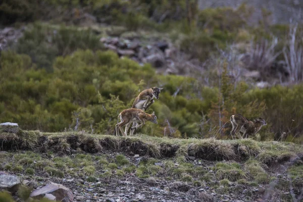 Mouflon Keväällä Capcir Pyreneiden Ranska — kuvapankkivalokuva