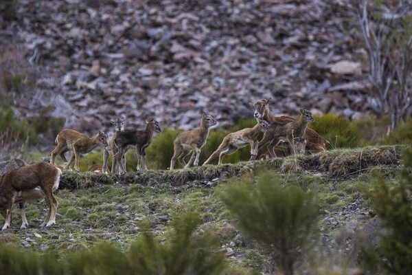 Mouflon Primavera Capcir Pirineos Francia —  Fotos de Stock