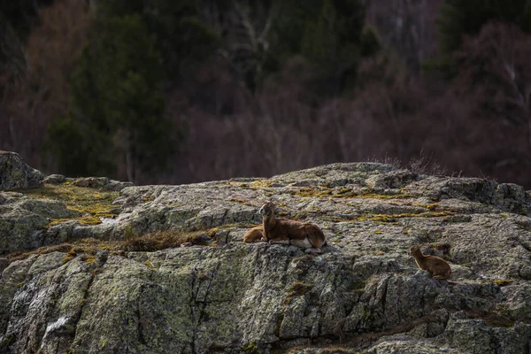 Mouflon Våren Capcir Pyrenéerna Frankrike — Stockfoto