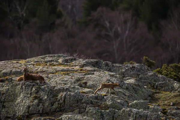 Mouflon Wiosną Capcir Pireneje Francja — Zdjęcie stockowe