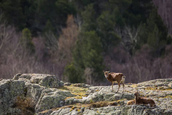 Mouflon Primavera Capcir Pirineos Francia —  Fotos de Stock