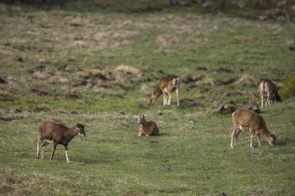 Mufflon Frühling Capcir Pyrenäen Frankreich — Stockfoto