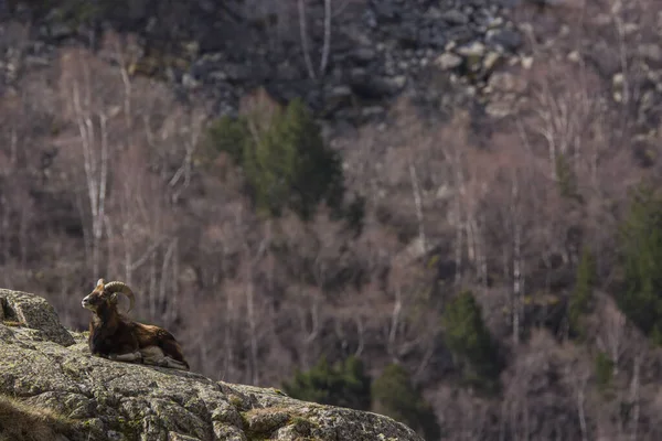 Муфлон Весной Капчире Пиренеи Франция — стоковое фото