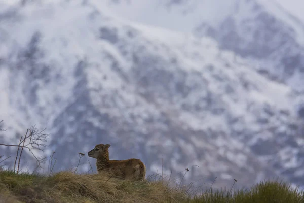 Mouflon Primavera Capcir Pirineos Francia —  Fotos de Stock