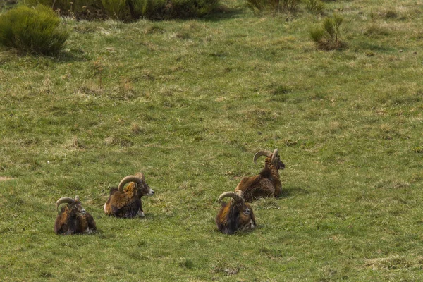 Mouflon Het Voorjaar Capcir Pyreneeën Frankrijk — Stockfoto