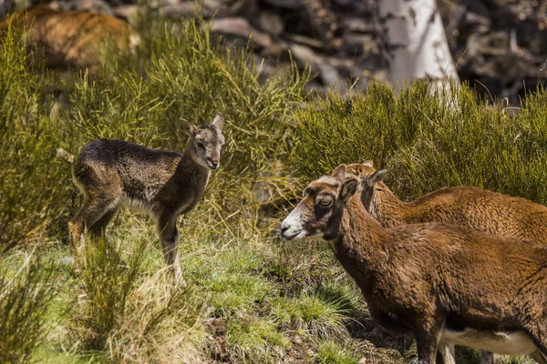 Mouflon Primavera Capcir Pirenei Francia — Foto Stock