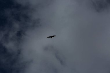 Akbaba uçuşu Ordesa ve Monte Perdido Ulusal Parkı, Pireneler, İspanya