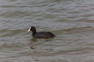 Aiguamolls De L 'Emporda Doğa Koruma Alanında (Fulica atra).