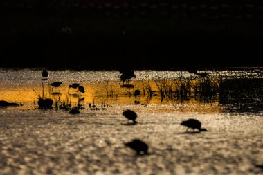 Günbatımı ve kuşlar Aiguamolls De L 'Emporda Doğa Rezervi, İspanya.