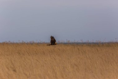 Aiguamolls De L 'Emporda Doğa Rezervi, İspanya' da Batı bataklık harkeri (Circus aeruginosus).
