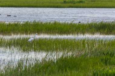 Aiguamolls De L 'Emporda Doğa Rezervi, İspanya.