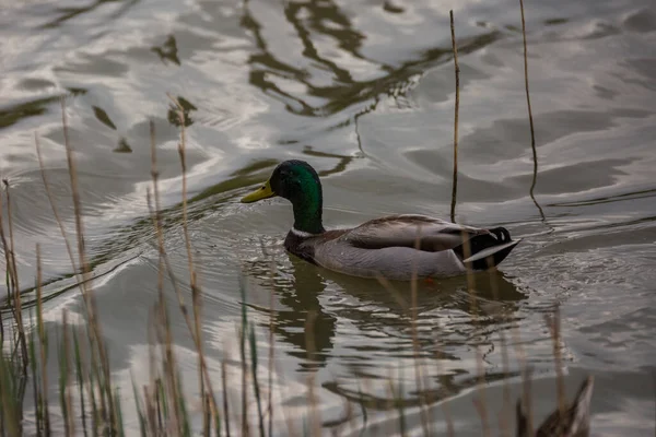 Mallard Wiosną Rezerwacie Przyrody Aiguamolls Emporda Hiszpania — Zdjęcie stockowe