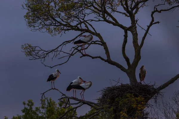 Storks Spring Aiguamolls Emporda Nature Reserve Spain — Stock Photo, Image