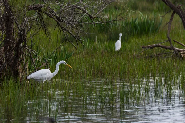 Grote Berouw Aiguamolls Emporda Natuurreservaat Spanje — Stockfoto