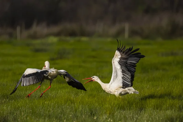 Cegonhas Primavera Reserva Natural Aiguamolls Emporda Espanha — Fotografia de Stock