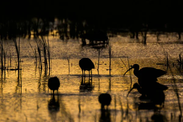 Sunset Birds Aiguamolls Emporda Nature Reserve Spain — Stock Photo, Image