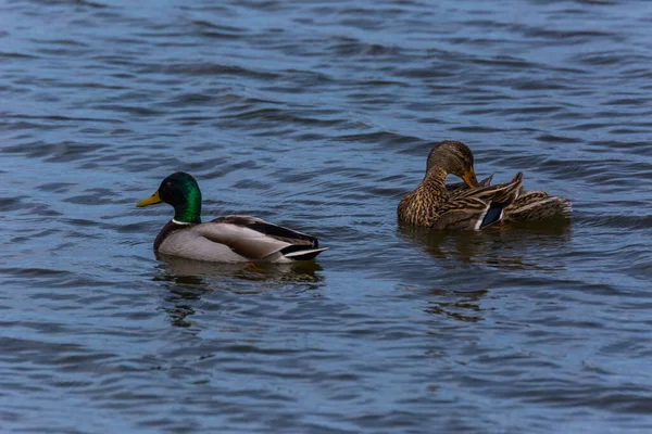 Mallard Wiosną Rezerwacie Przyrody Aiguamolls Emporda Hiszpania — Zdjęcie stockowe