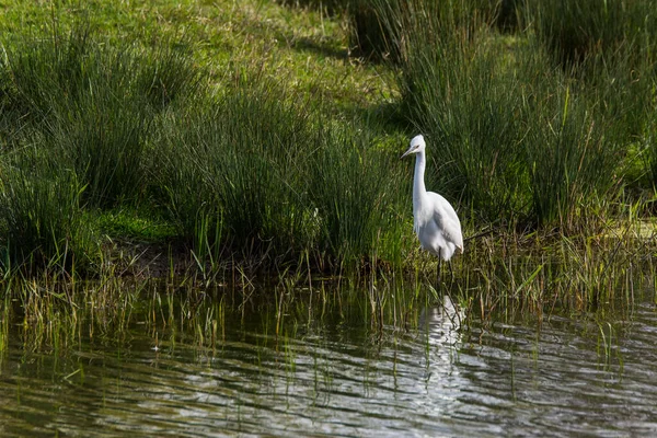 Grande Aigrette Aiguamolls Emporda Nature Reserve Espagne — Photo