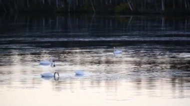 Laponya, Finlandiya 'da bir gölde Whooper Kuğu Grubu