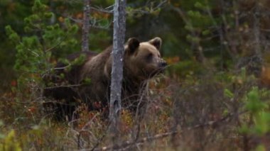Kahverengi ayı Kuusamo, Laponya, Finlandiya