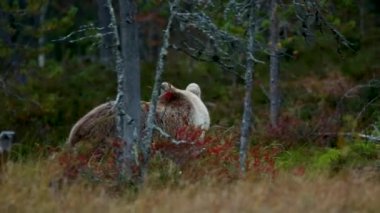Kahverengi ayı Kuusamo, Laponya, Finlandiya