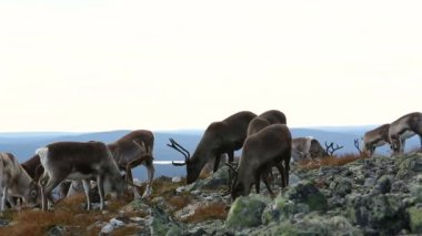 Pallas Yllastunturi Ulusal Parkı, Finlandiya 'daki ren geyikleri