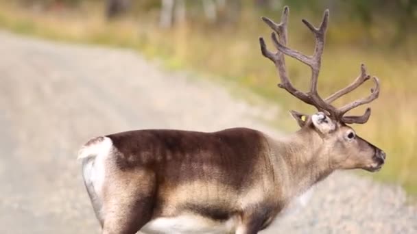 Szene Der Rentiere Herbst Lappland Finnland — Stockvideo