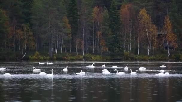 Whooper Swan Group Lake Lapland Фінляндія — стокове відео