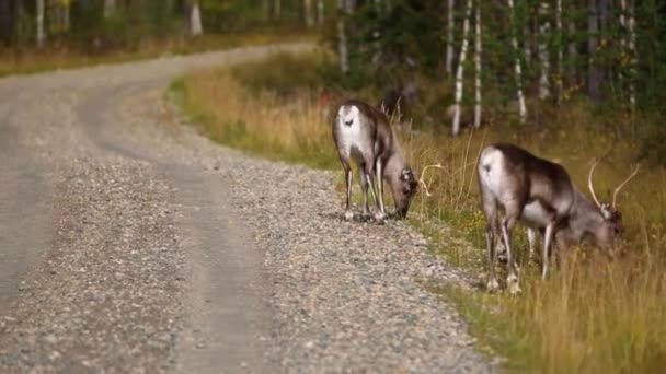 Scene Reindeers Autumn Lapland Finland — Stock Video
