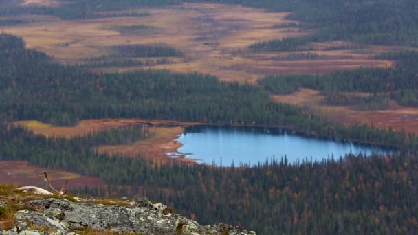 Reindeers Pallas Yllastunturi National Park Φινλανδία — Αρχείο Βίντεο