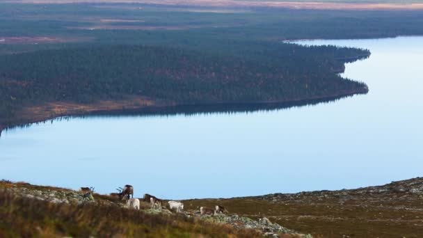 Reindeers Pallas Yllastunturi National Park Фінляндія — стокове відео