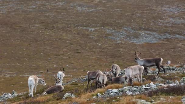 Rennes Dans Parc National Pallas Yllastunturi Finlande — Video