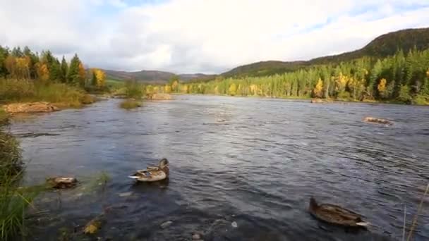 秋天在瑞典拉普兰 一只鸭子在河里的场景 — 图库视频影像