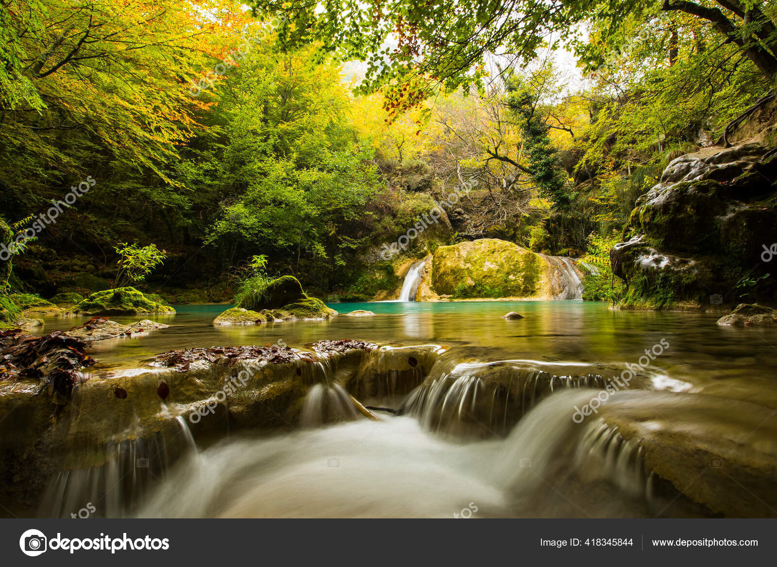 Los bosques en la encrucijada: cómo podemos recuperar los guardianes  naturales del carbono del mundo - Forest Friends, image size:1600x1167