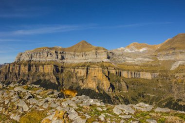 Sonbaharda Ordesa 'da Chamois ve Monte Perdido Ulusal Parkı, İspanya