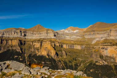 Sonbaharda Ordesa 'da Chamois ve Monte Perdido Ulusal Parkı, İspanya